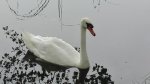 image_45160.jpg